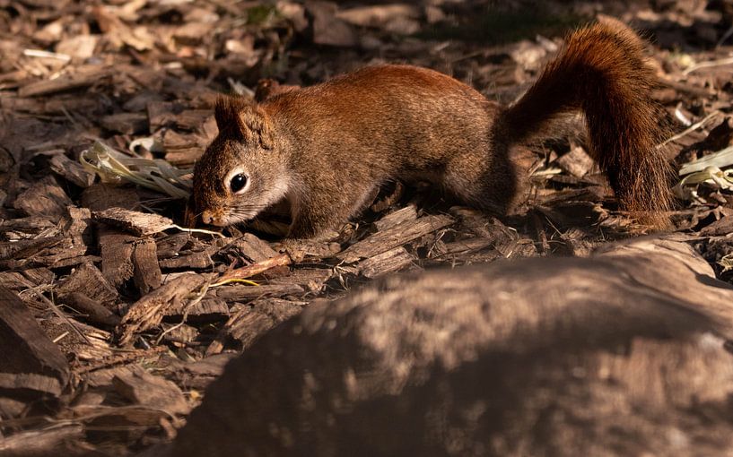 Serie Eichhörnchen von Lens_en_Dier/Vizier Fotografie