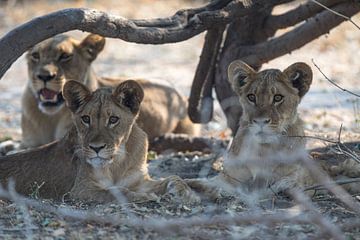 Curious lion cubs hiding under the branches by De wereld door de ogen van Hictures