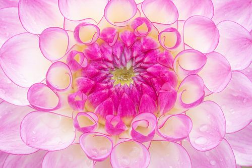 Amour de dahlias en gros plan