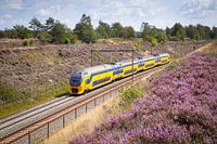 Een dubbeldekker trein langs de heide bij Halte Assel