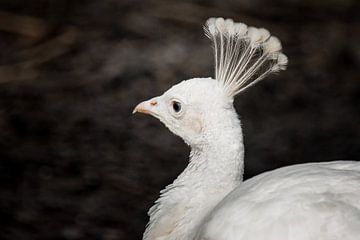 Portret van een witte pauw van Nicolette Vermeulen