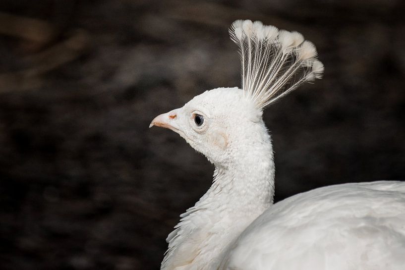 Portrait of a white peacock by Nicolette Vermeulen