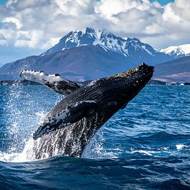 Wale im blauen Meer von Mustafa Kurnaz