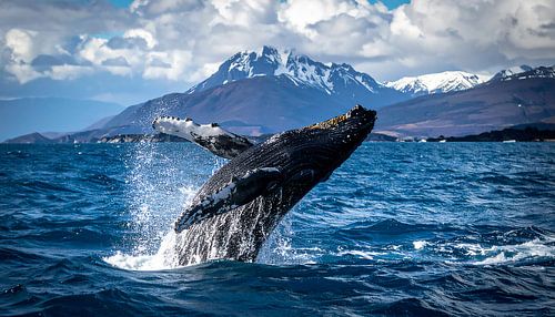 Des baleines dans la mer bleue sur Mustafa Kurnaz