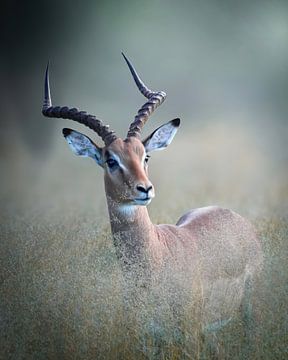 Impala among the long grass. by Tom Zwerver