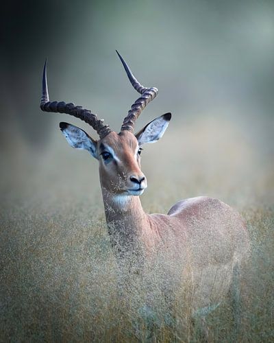 Impala dans les hautes herbes.