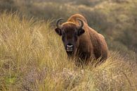 European bison in the dune by Jan-Willem Mantel thumbnail