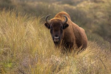 European bison in the dune by Jan-Willem Mantel