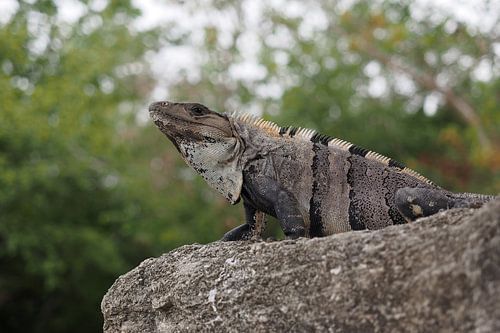  Ctenosaura similis, de Zwarte leguaan