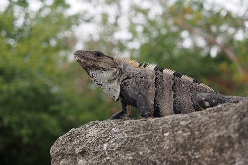  Ctenosaura similis, de Zwarte leguaan