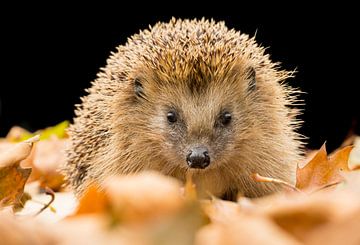Hedgehog in autumn by Rando Kromkamp