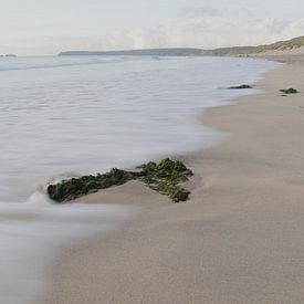 Algen op het strand van Carole Winchester