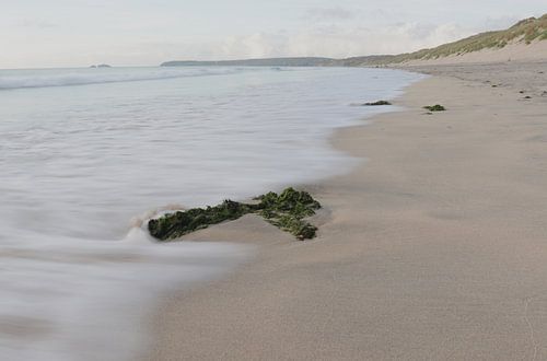 Algae on the beach