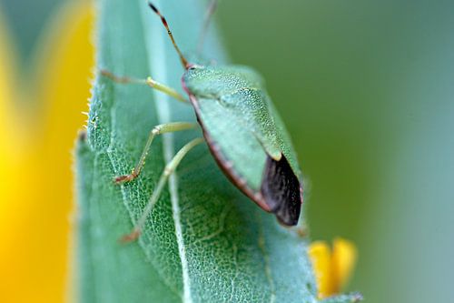 De groene schildwants opgaand in het groene blad
