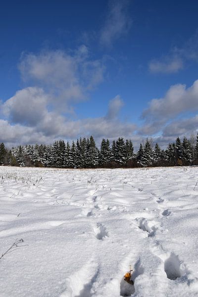 Footprints in the snow by Claude Laprise