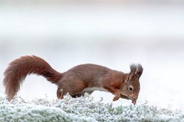Eichhörnchen im Winter von Gonnie van de Schans
