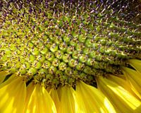 Close-up van zonnebloem