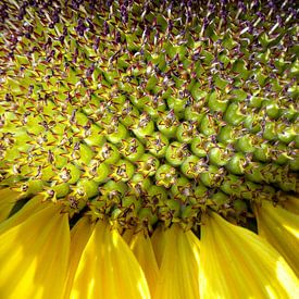 Close-up van zonnebloem von Pieter Korstanje