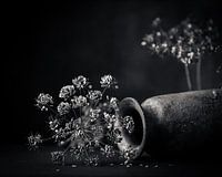Gedroogde bloemen, gedroogde berenklauw met liggende vaas.