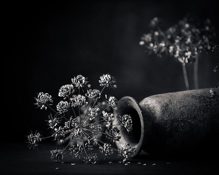 Dried flowers, dried hogweed with lying vase. by Henk Van Nunen Fotografie