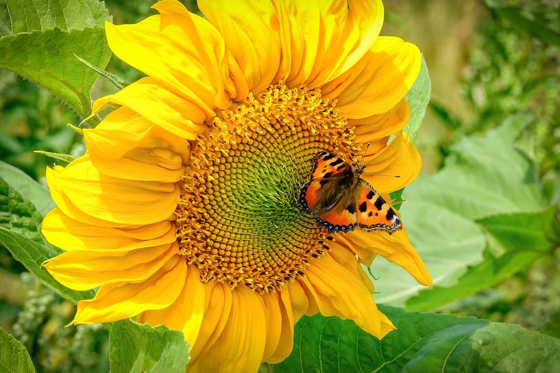 Wildblumen mit Sonnenblume und Schmetterling von eric van der eijk