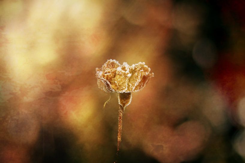lumière dorée en hiver par Ribbi