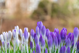 early spring in the city by Rens Visser