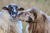 Sheep Love by Karin van Rooijen Fotografie thumbnail