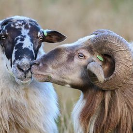 Schapenliefde / sheep love /  Schaf Liebe / amour de moutons van Karin van Rooijen Fotografie