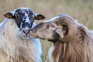 Schapenliefde / sheep love /  Schaf Liebe / amour de moutons van Karin van Rooijen Fotografie