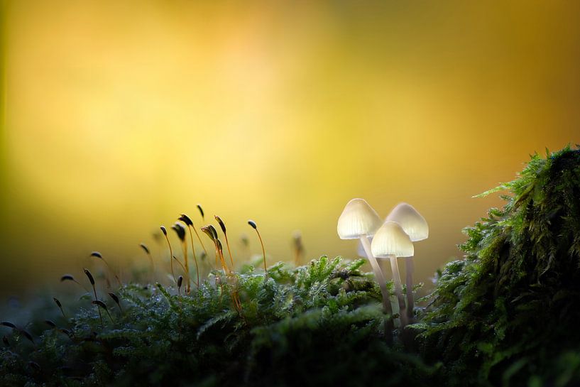Standing strong by Lex Scholten