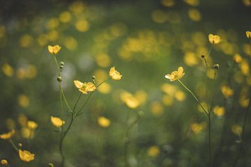 Gele bloem van Yara Verstappen