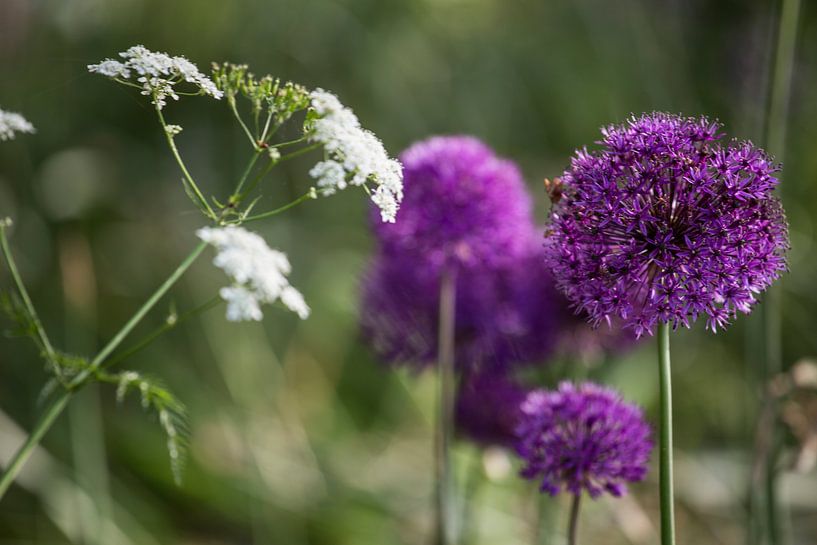 Ajuin paarse bloem by marco de Jonge