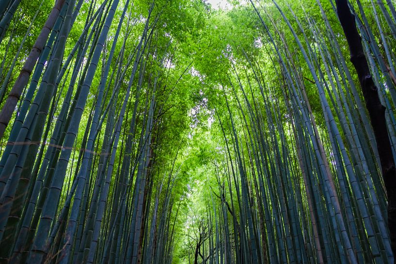 Bamboebos in Kyoto von Ineke Huizing