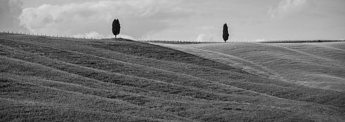 Monochrome Tuscany in 6x17 format, trees in San Quirico D'Orcia