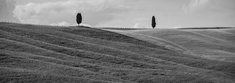 Monochrome Tuscany in 6x17 format, bomen in San Quirico D'Orcia van Teun Ruijters