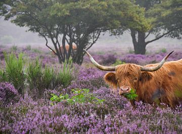 Heath and Highlander by Odette Kleeblatt