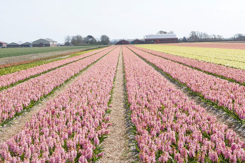Hyacinths Petten by Richard Wareham