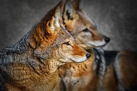 Close-up of two wolves (jackals) by Chi
