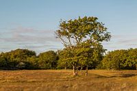 Après l'été à Oranjezon