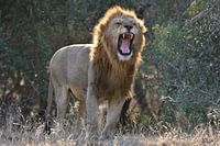 lion