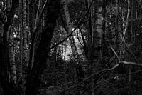 Licht schouwspel in het bos.