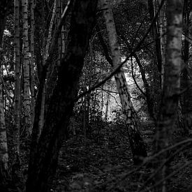 Licht schouwspel in het bos. van Tallest_tulip