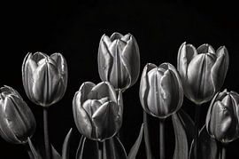 Black and white tulips with dark background by Art & Soul Creations
