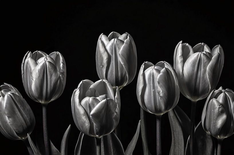 Tulipes noires et blanches sur fond sombre par Art & Soul Creations