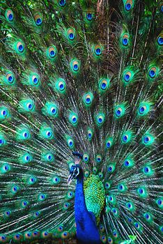Colourful peacock