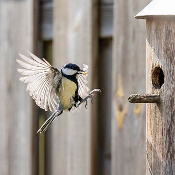 Great tit landing at nest box