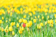 Rode tulp in een veld van geel van Sjoerd van der Wal Fotografie thumbnail