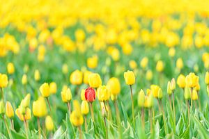 Rote Tulpe in einem Feld von Gelb