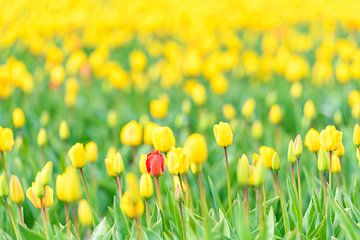 Red tulip in a field of yellow by Sjoerd van der Wal